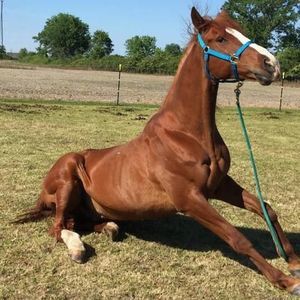 Meet your Posher, Lola